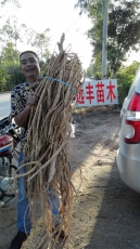牛大力功效  