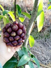 黑老虎种子
