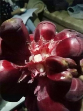 黑老虎