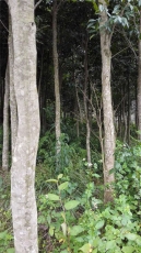 奇楠沉香种植方法