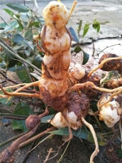 野生土茯苓