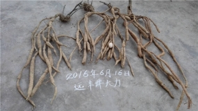 牛大力价格