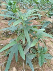 来宾种植五指毛桃示范基地